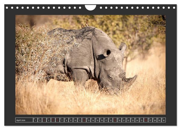 Produktbild: Das Wei&szlig;e Nashorn (Wandkalender 2026 DIN A4 quer), CALVENDO Monatskalender