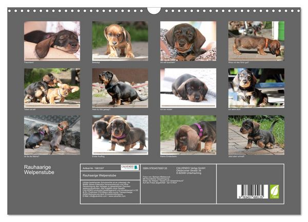 Produktbild: Rauhaarige Welpenstube (Wandkalender 2026 DIN A3 quer), CALVENDO Monatskalender