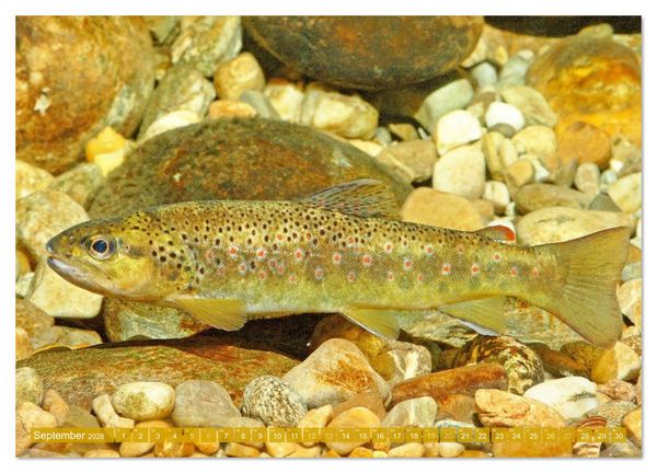 Produktbild: Heimische Fische: Karpfen, Forelle, Hecht (Wandkalender 2026 DIN A4 quer), CALVENDO Monatskalender