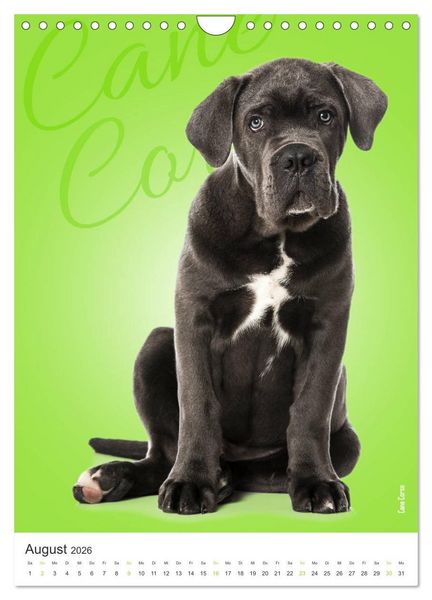 Produktbild: Kunterbunte Hundewelpen (Wandkalender 2026 DIN A4 hoch), CALVENDO Monatskalender