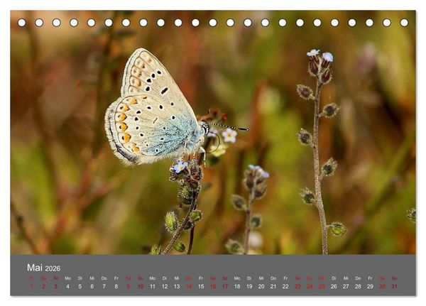 Produktbild: Wahner Heide - Aussichten und Begegnungen (Tischkalender 2026 DIN A5 quer), CALVENDO Monatskalender