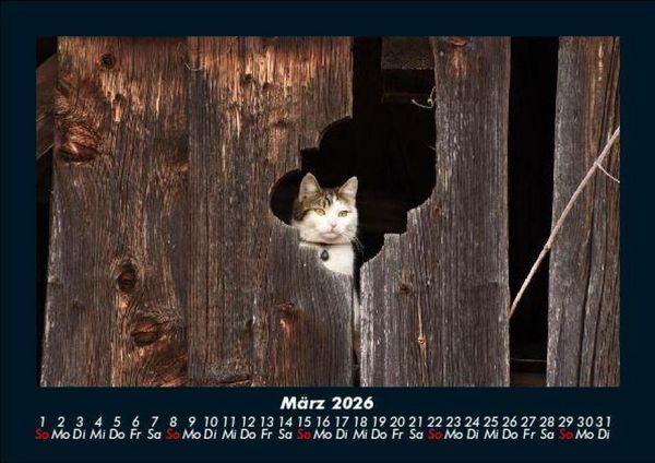 Produktbild: F&uuml;r Katzenfreunde 2026 Fotokalender DIN A5