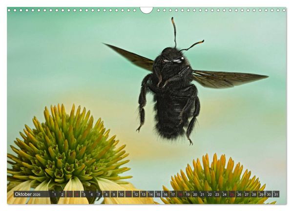 Produktbild: Sechs Beine in der Luft - Wildbienen im Flug (Wandkalender 2026 DIN A3 quer), CALVENDO Monatskalender