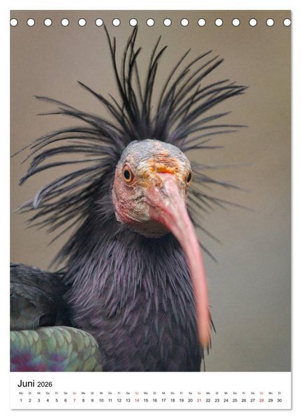 Produktbild: Der Waldrapp - Der etwas andere Vogel (Tischkalender 2026 DIN A5 hoch), CALVENDO Monatskalender