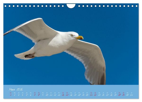 Produktbild: M&ouml;wen die Begleiter an Meer und See (Wandkalender 2026 DIN A4 quer), CALVENDO Monatskalender