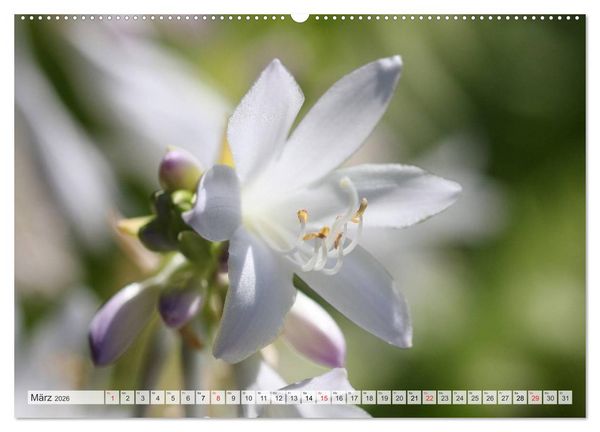Produktbild: Bl&uuml;tentanz in Wei&szlig; (hochwertiger Premium Wandkalender 2026 DIN A2 quer), Kunstdruck in Hochglanz