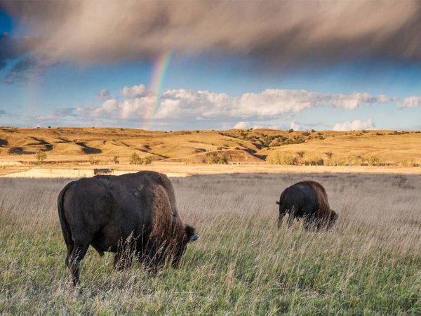 Produktbild: CALVENDO Puzzle Roaming Free | 1000 Teile Lege-Gr&ouml;&szlig;e 64x48cm Foto-Puzzle f&uuml;r gl&uuml;ckliche Stunden