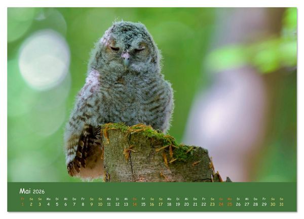 Produktbild: geliebte Waldgeister (Tischkalender 2026 DIN A5 quer), CALVENDO Monatskalender