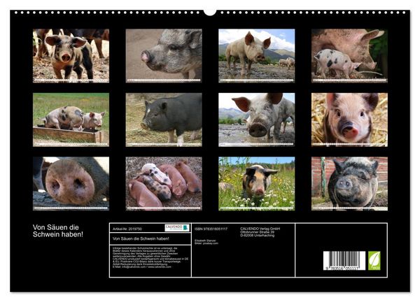 Produktbild: Von S&auml;uen die Schwein haben! (hochwertiger Premium Wandkalender 2026 DIN A2 quer), Kunstdruck in Hochglanz