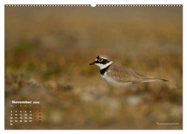 Produktbild: Wattv&ouml;gel an der Friesischen IJsselmeerk&uuml;ste (Wandkalender 2026 DIN A2 quer), CALVENDO Monatskalender