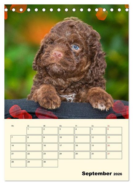 Produktbild: Jahresplaner Lagotto Romagnolo Welpen (Tischkalender 2026 DIN A5 hoch), CALVENDO Monatskalender