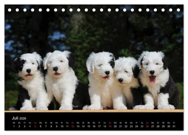 Produktbild: Welpen 2026 (Tischkalender 2026 DIN A5 quer), CALVENDO Monatskalender