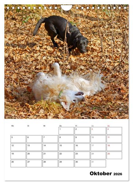 Produktbild: Hunde Freunde (Wandkalender 2026 DIN A4 hoch), CALVENDO Monatskalender