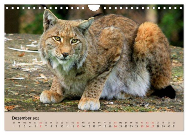 Produktbild: Der Luchs. Pinselohren und Bernsteinaugen (Wandkalender 2026 DIN A4 quer), CALVENDO Monatskalender