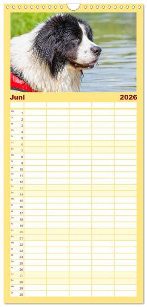 Produktbild: Familienplaner 2026 - Landseer - Ein starker Freund auf 4 Pfoten mit 5 Spalten (Wandkalender, 21 x 45 cm) CALVENDO