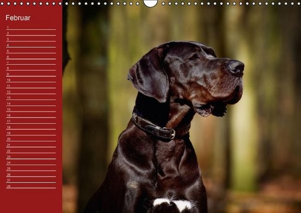 Produktbild: Deutsche Doggen / Geburtstagskalender (Wandkalender immerw&auml;hrend DIN A3 quer)