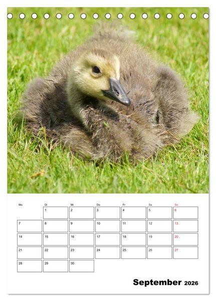 Produktbild: Gl&uuml;ckliche G&auml;nse (Tischkalender 2026 DIN A5 hoch), CALVENDO Monatskalender