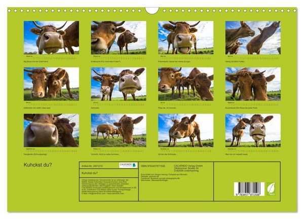 Produktbild: Kuhckst du? (Wandkalender 2026 DIN A3 quer), CALVENDO Monatskalender