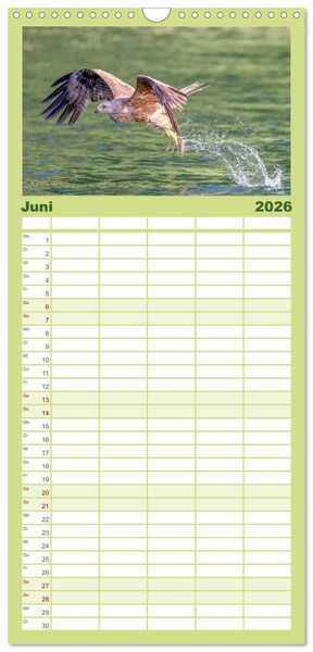 Produktbild: Familienplaner 2026 - Europas Greifv&ouml;gel und Eulen mit 5 Spalten (Wandkalender, 21 x 45 cm) CALVENDO