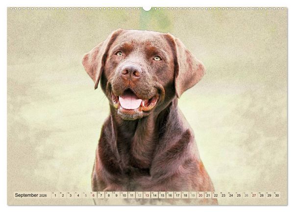 Produktbild: Labrador Retriever 2026 (Wandkalender 2026 DIN A2 quer), CALVENDO Monatskalender