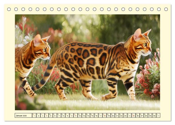 Produktbild: Bengalkatzen. Der elegante Mini-Leopard im Garten (Tischkalender 2026 DIN A5 quer), CALVENDO Monatskalender