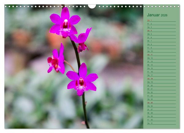 Produktbild: Farbzauber Natur Orchideen - CH Version (Wandkalender 2026 DIN A3 quer), CALVENDO Monatskalender