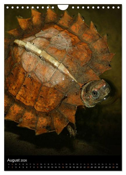 Produktbild: Auge in Auge mit coolen Typen - REPTILIEN (Wandkalender 2026 DIN A4 hoch), CALVENDO Monatskalender