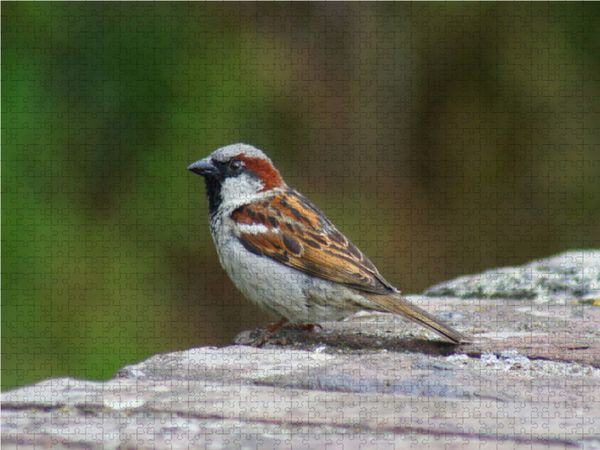 Produktbild: CALVENDO Puzzle Spatz auf der Mauer 1000 Teile Lege-Gr&ouml;&szlig;e 64 x 48 cm Foto-Puzzle Bild von kattobello