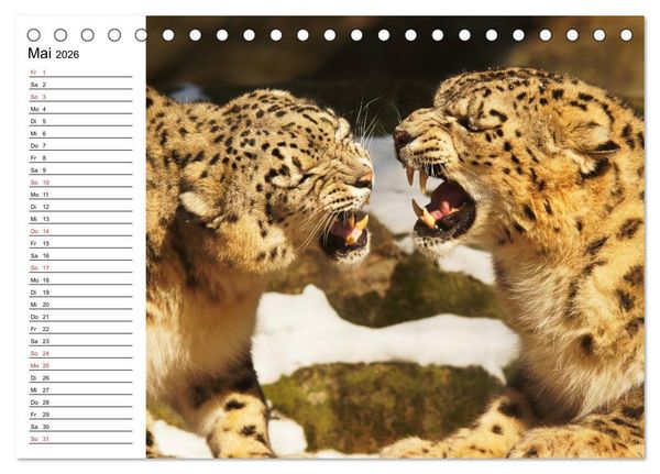 Produktbild: Leoparden. Elegante J&auml;ger (Tischkalender 2026 DIN A5 quer), CALVENDO Monatskalender