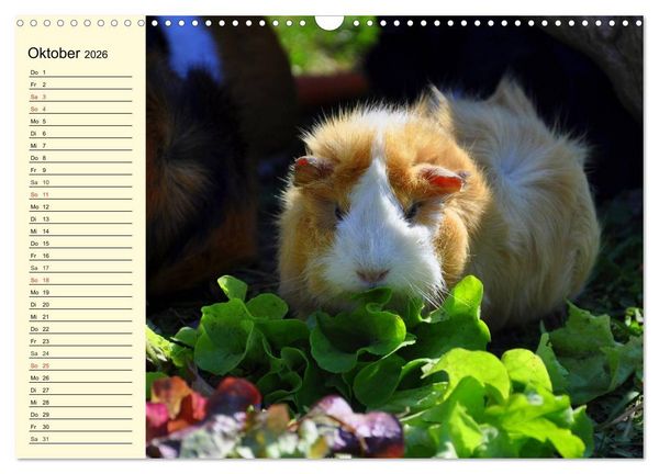 Produktbild: Meerschweinchen. Geliebte Nager (Wandkalender 2026 DIN A3 quer), CALVENDO Monatskalender