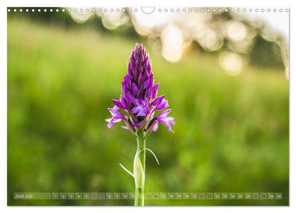 Produktbild: Orchideenzeit auf der Schw&auml;bischen Alb (Wandkalender 2026 DIN A3 quer), CALVENDO Monatskalender