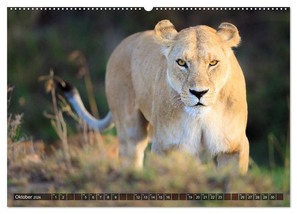 Produktbild: Auf Safari in Kenia 2026 (Wandkalender 2026 DIN A2 quer), CALVENDO Monatskalender