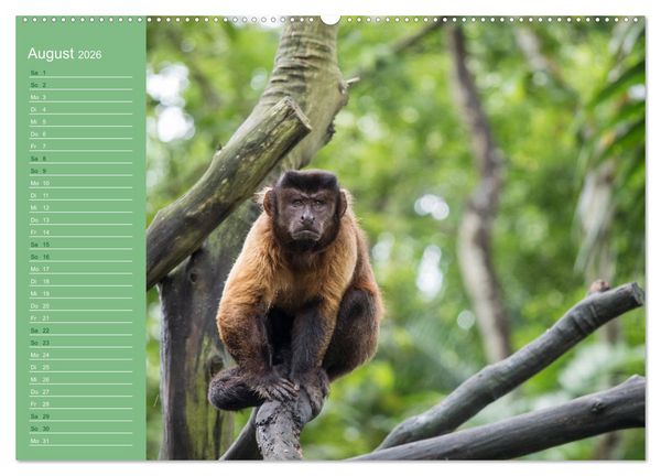 Produktbild: Die vielf&auml;ltige Welt der Affen (Wandkalender 2026 DIN A2 quer), CALVENDO Monatskalender