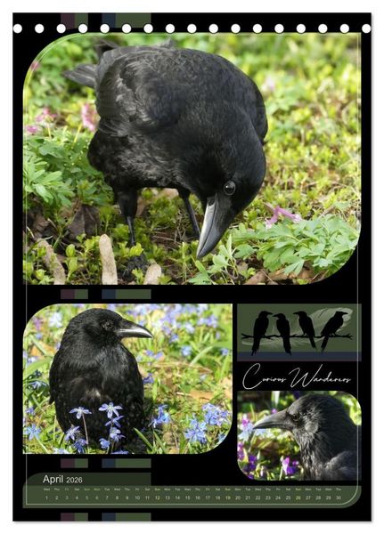 Produktbild: Crows - Through the Seasons (Desk Calendar 2026 DIN A5 portrait), CALVENDO 12 Month DeskCalendar