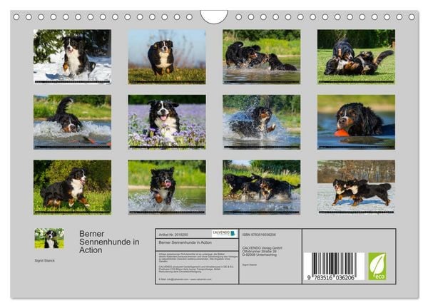 Produktbild: Berner Sennenhunde in Action (Wandkalender 2026 DIN A4 quer), CALVENDO Monatskalender