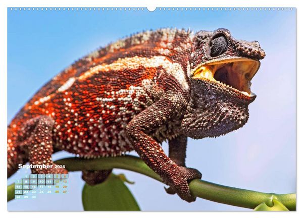 Produktbild: Cham&auml;leon: Die farbenfrohe Welt der Reptilien (hochwertiger Premium Wandkalender 2026 DIN A2 quer), Kunstdruck in Hochglanz