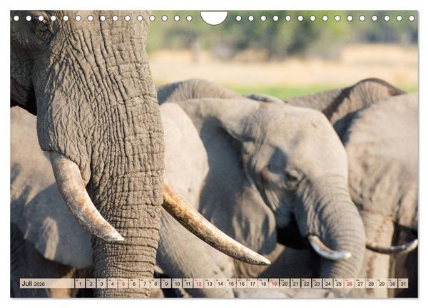 Produktbild: Elefanten - Sanfte Riesen Afrikas (Wandkalender 2026 DIN A4 quer), CALVENDO Monatskalender