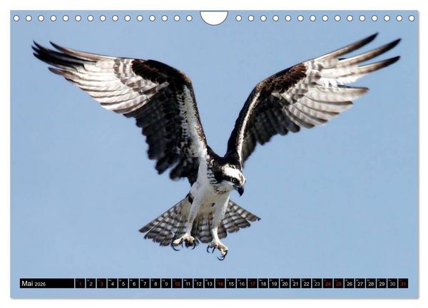 Produktbild: Adler und Greife - K&ouml;nige des Himmels (Wandkalender 2026 DIN A4 quer), CALVENDO Monatskalender
