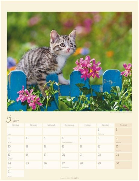 Produktbild: Katzen auf dem Lande Kalender 2027