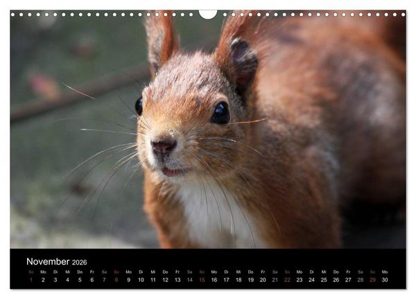 Produktbild: Eichh&ouml;rnchen (Wandkalender 2026 DIN A3 quer), CALVENDO Monatskalender