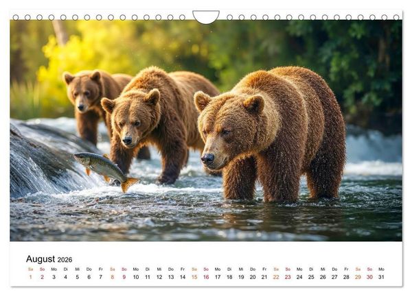 Produktbild: B&auml;ren - Die Macht der Natur (Wandkalender 2026 DIN A4 quer), CALVENDO Monatskalender