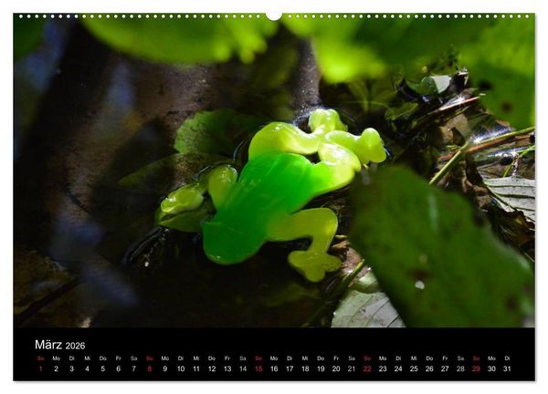 Produktbild: Die Welt der Fruchtgummis (Wandkalender 2026 DIN A2 quer), CALVENDO Monatskalender