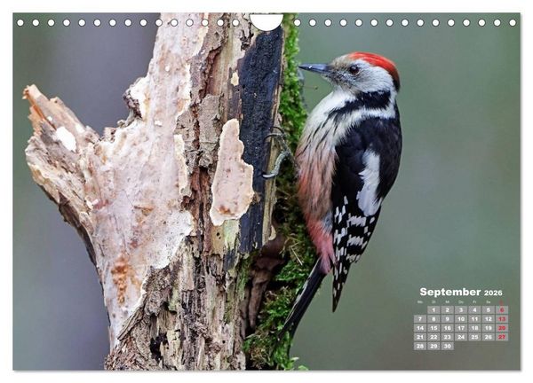 Produktbild: Echte Spechte (Wandkalender 2026 DIN A4 quer), CALVENDO Monatskalender
