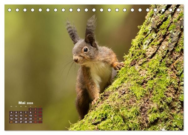 Produktbild: Das Eurasische Eichh&ouml;rnchen - Kunterbuntes Waldtreiben (Tischkalender 2026 DIN A5 quer), CALVENDO Monatskalender