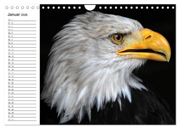 Produktbild: Greifv&ouml;gel, Eulen und K&auml;uze (Wandkalender 2026 DIN A4 quer), CALVENDO Monatskalender