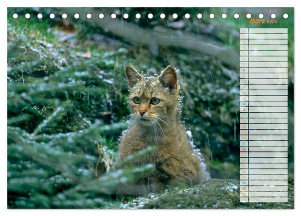 Produktbild: Tiere des Waldes (Tischkalender 2026 DIN A5 quer), CALVENDO Monatskalender