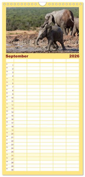 Produktbild: Familienplaner 2026 - Afrikas Tierwelt: Elefantenbabys mit 5 Spalten (Wandkalender, 21 x 45 cm) CALVENDO