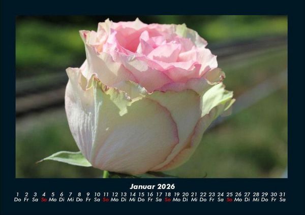 Produktbild: Blumentr&auml;ume 2026 Fotokalender DIN A4