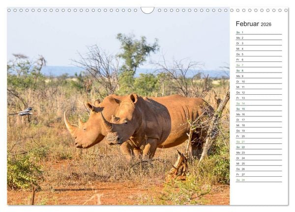 Produktbild: Nash&ouml;rner - Sanfte Riesen (Wandkalender 2026 DIN A3 quer), CALVENDO Monatskalender