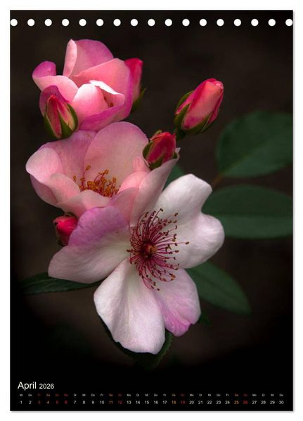 Produktbild: Gartenrosen (Tischkalender 2026 DIN A5 hoch), CALVENDO Monatskalender